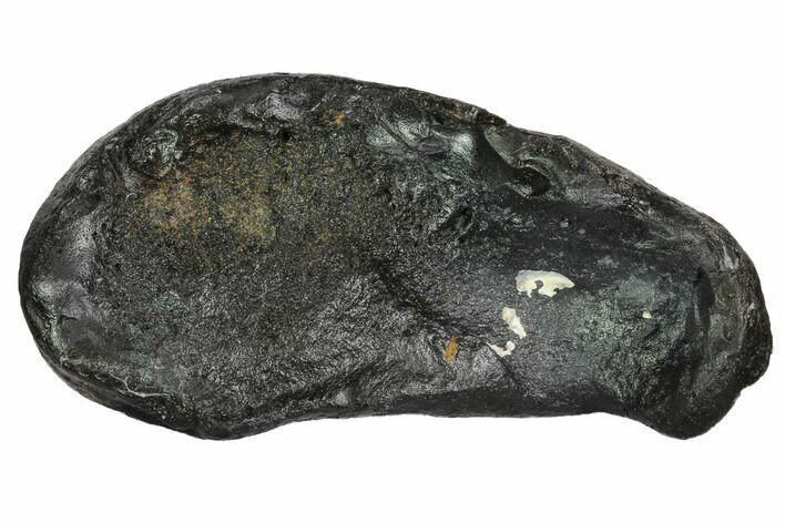 Fossil Whale Ear Bone - Miocene #99978